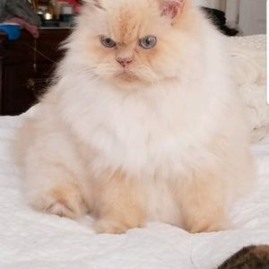 Meet your Posher, Hao